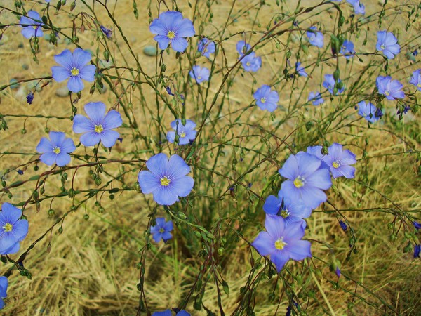 Montana Wildflowers