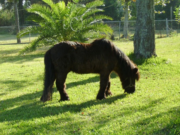 Out To Pasture?