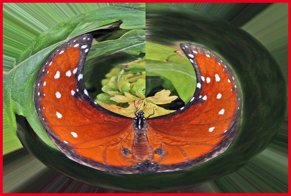 BUTTERFLY ABSTRACT