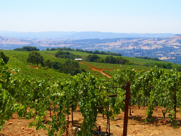 Sonoma Wine Country
