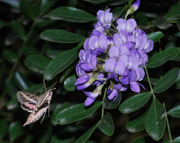Hummingbird Moth