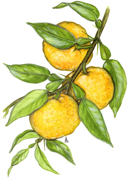 Yuzu - Citrus junos