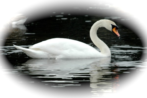  Mute swan
