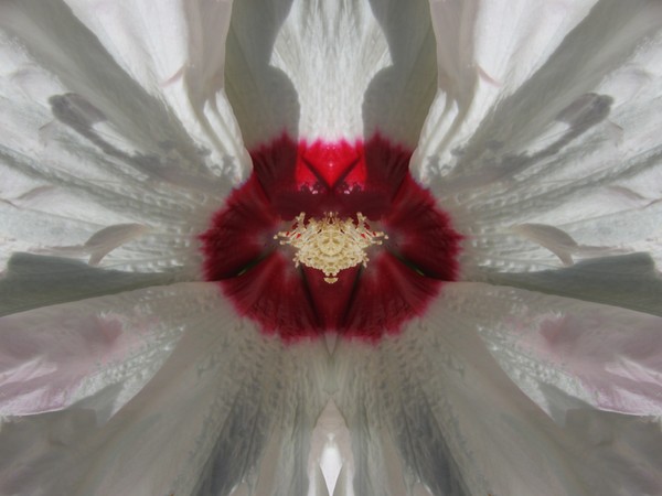 Hibiscus Mystery