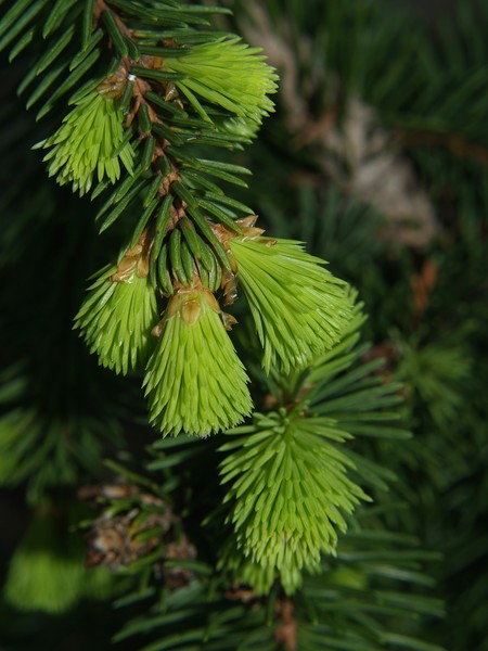 New Growth