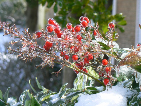 Covered in Ice