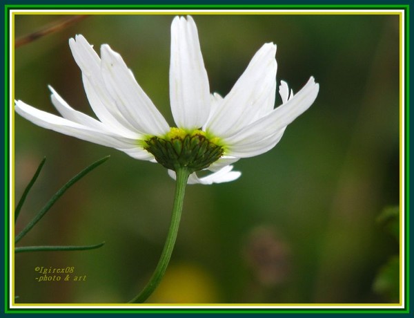 Septemberbliss2008-