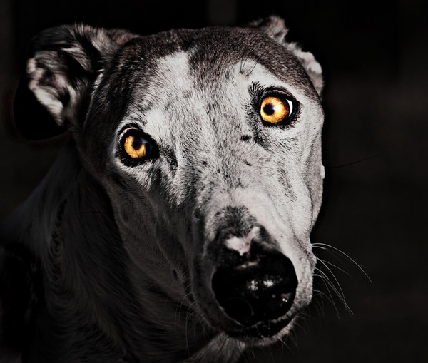 Those eyes