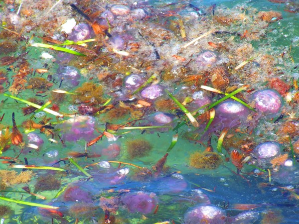 sea life