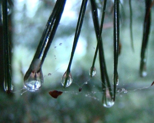 caught in the web