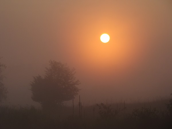 misty morn