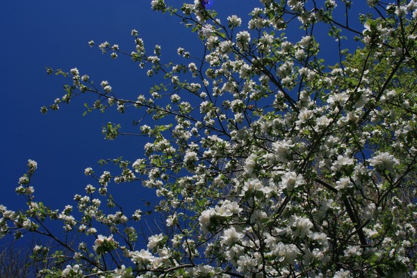 Apple Blossom
