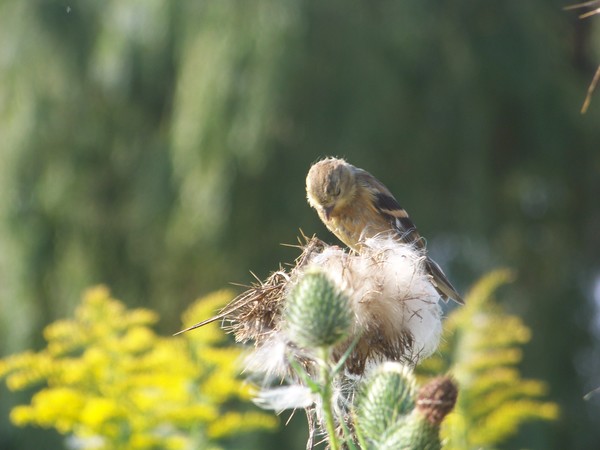 Finch