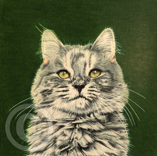 shelter cat