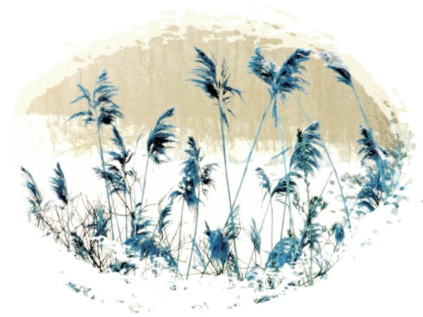 Blue grass