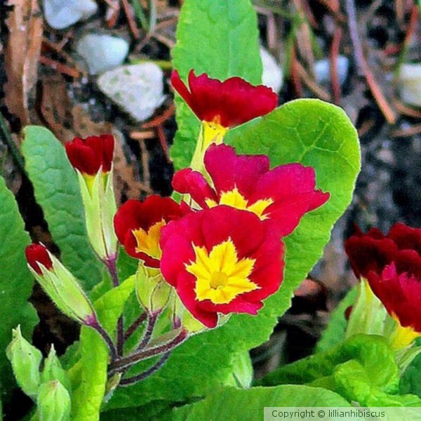 Primrose