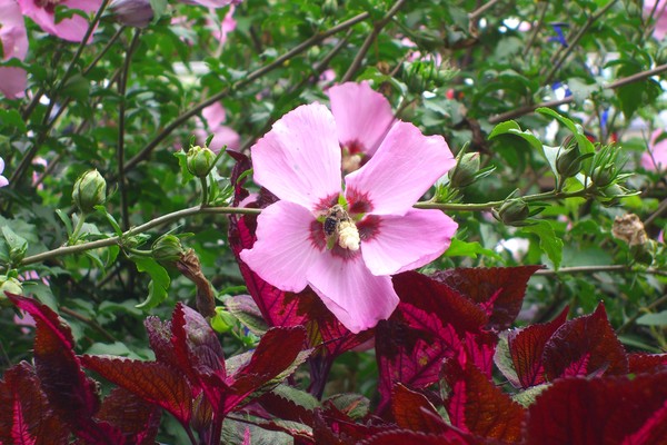 Bumblee Bee and Pink Flower