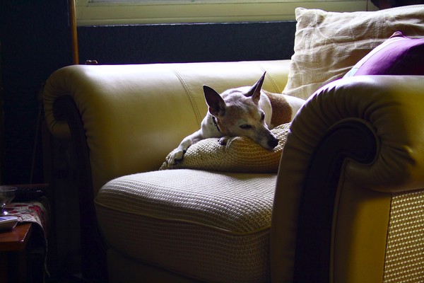 Afternoon Nap
