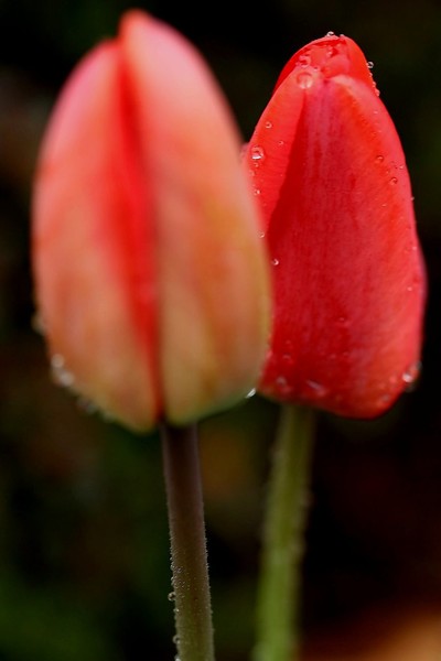 Tulip #1