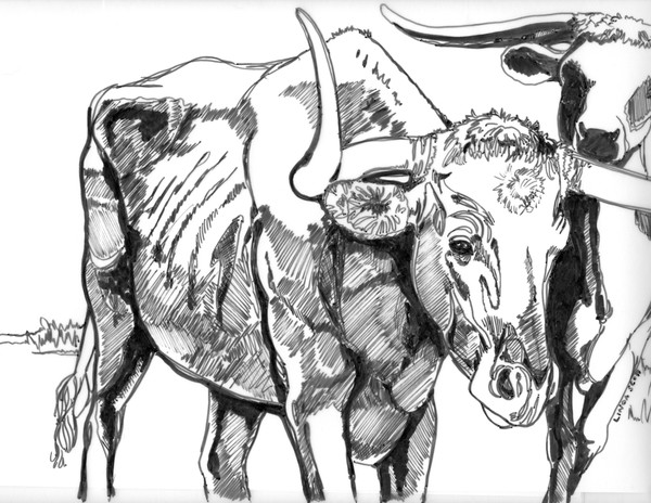 steer