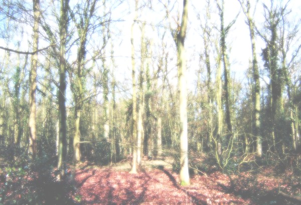 In the forest