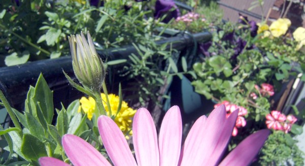 Flowers