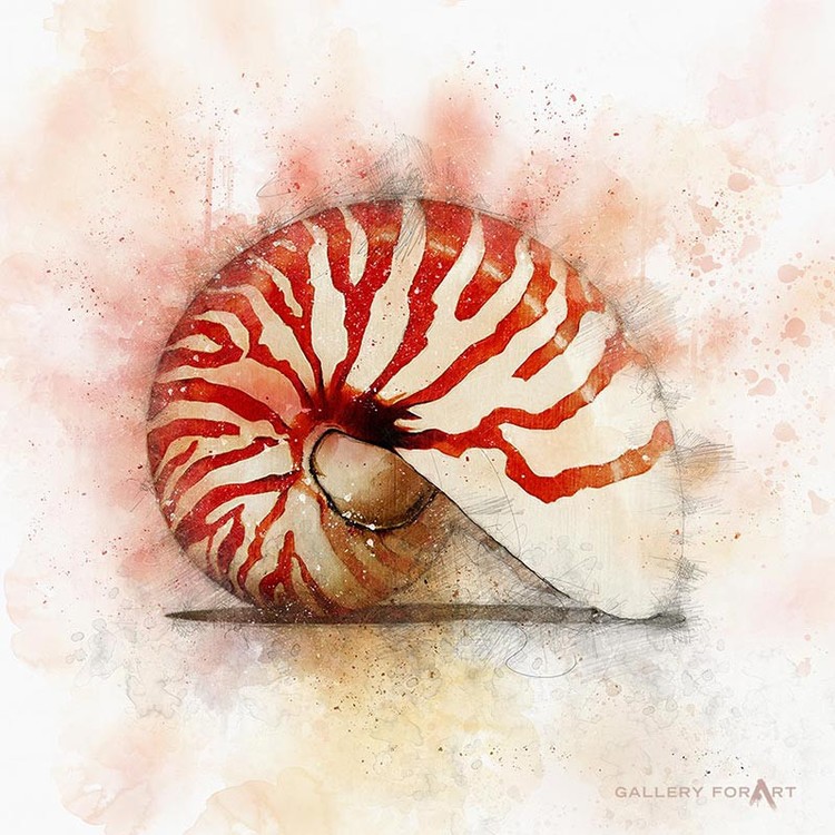 SHELL OWHITE NAUTILUS-RED