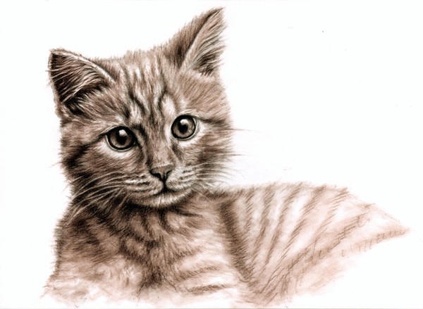 Little Kitten
