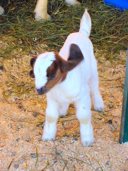 Newborn at the Fair 02