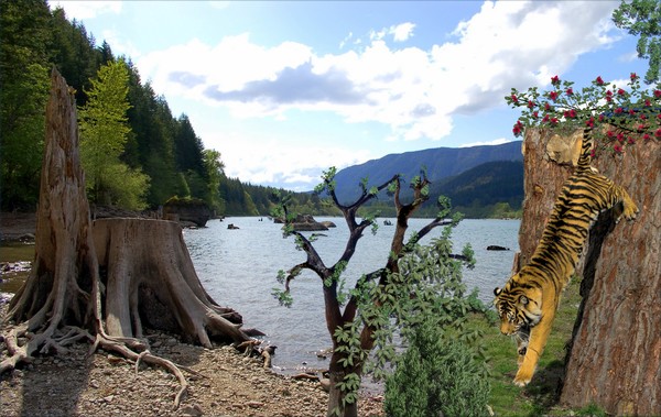 1043-Tiger Lake