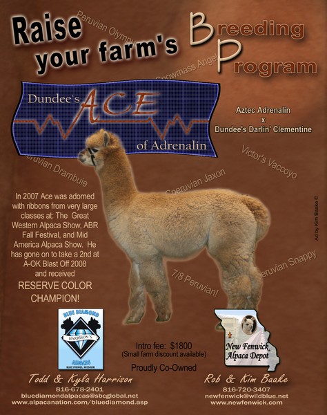 Ace of Adrenalin, Ad for Alpacas Magazine