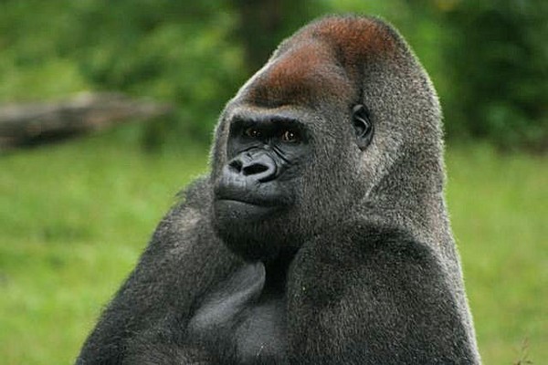 I am King!