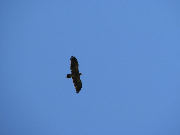 Eagle in the blue sky