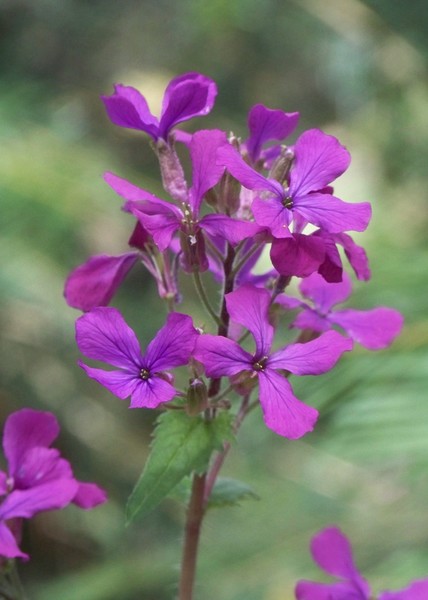 Wildflowers