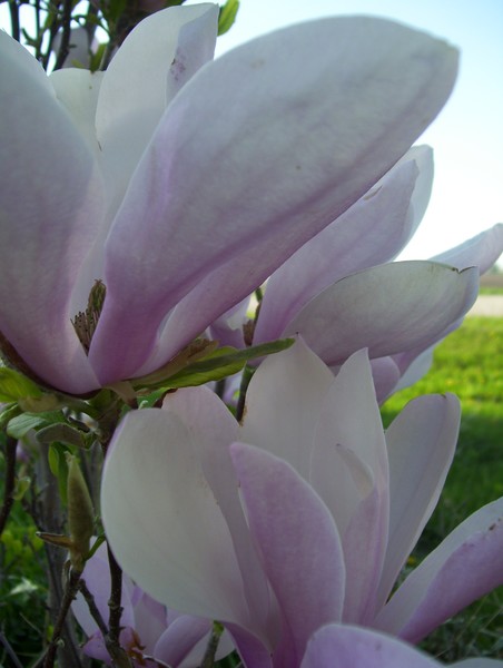 magnolia