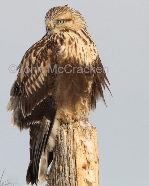 Rough Legg Hawk