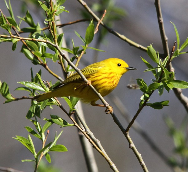 Yellow Warbler