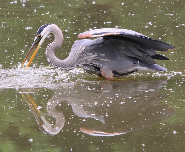 Fishing Blue Heron