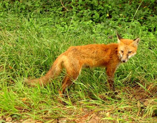 Red Fox