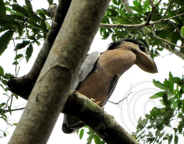 Boat-billed Heron