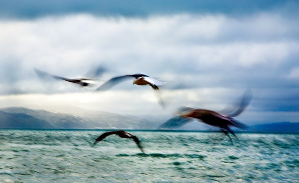 On the Wing