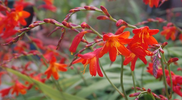 orange drops