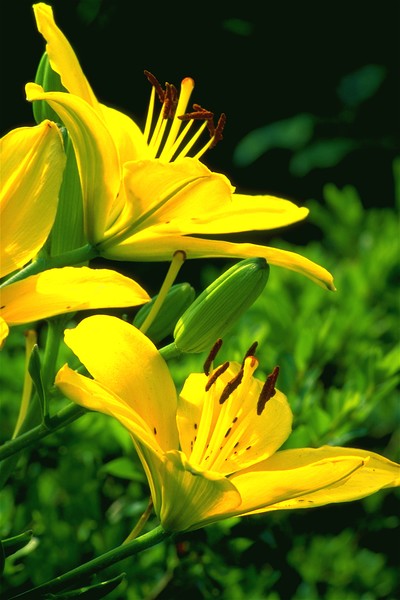Yellow Tiger Lilies. ©2009,JDS