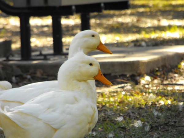 Geese