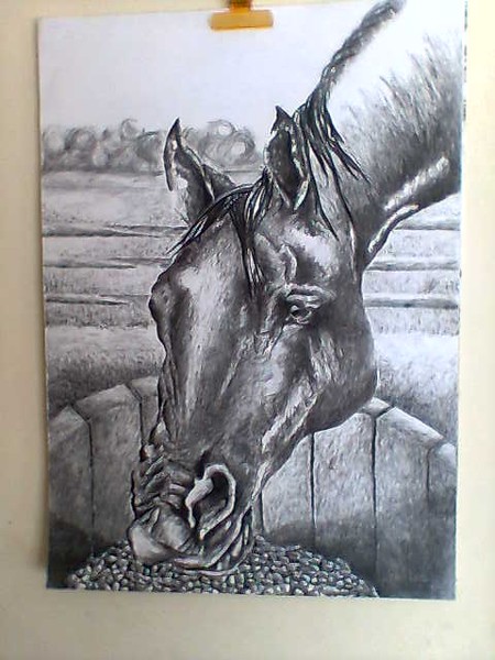 caballo 13