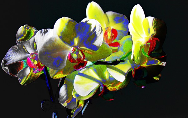 Minds Eye View Of Flower