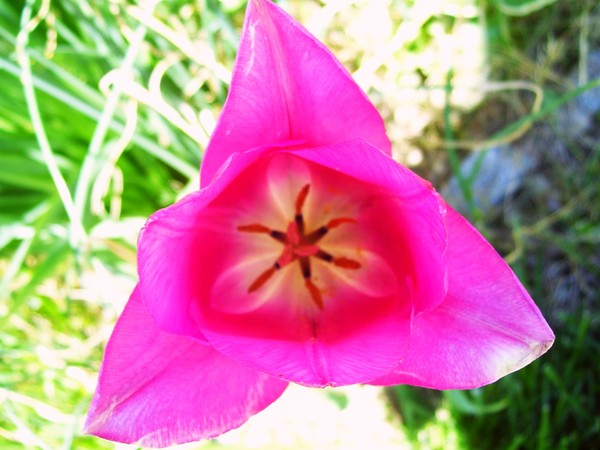 Spring in Bloom