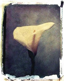 Lily