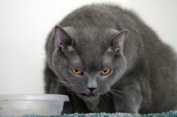 Lion Heart  A  Blue British Shorthair