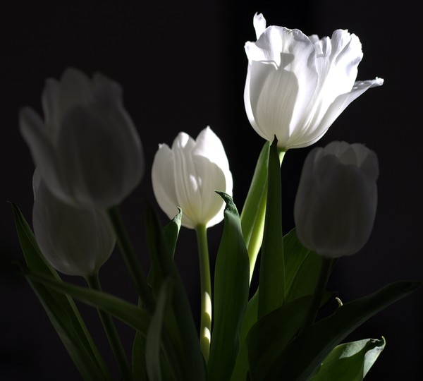 Tulip Bouquet